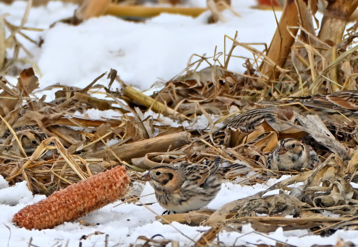 Escribano Lapón - ML650435682