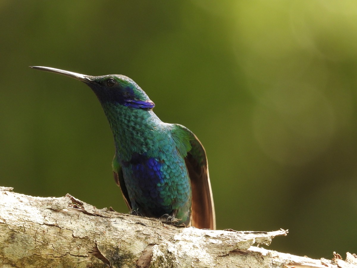 Sparkling Violetear - ML650435722