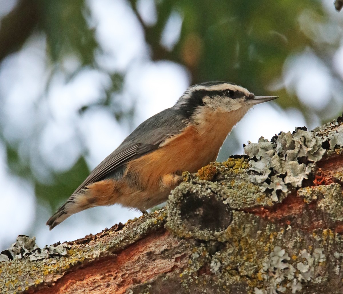 Канадский поползень - ML650435786