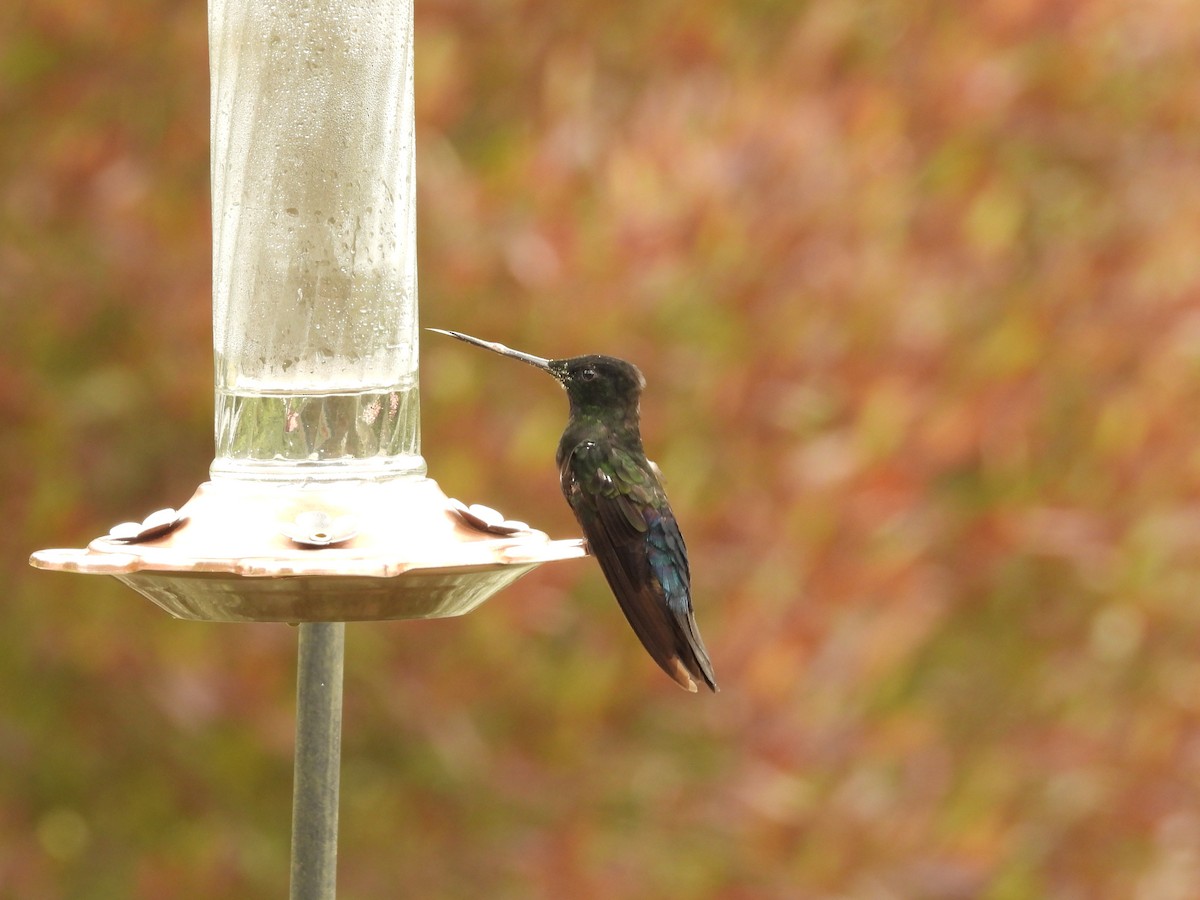 Blue-throated Starfrontlet - ML650435793