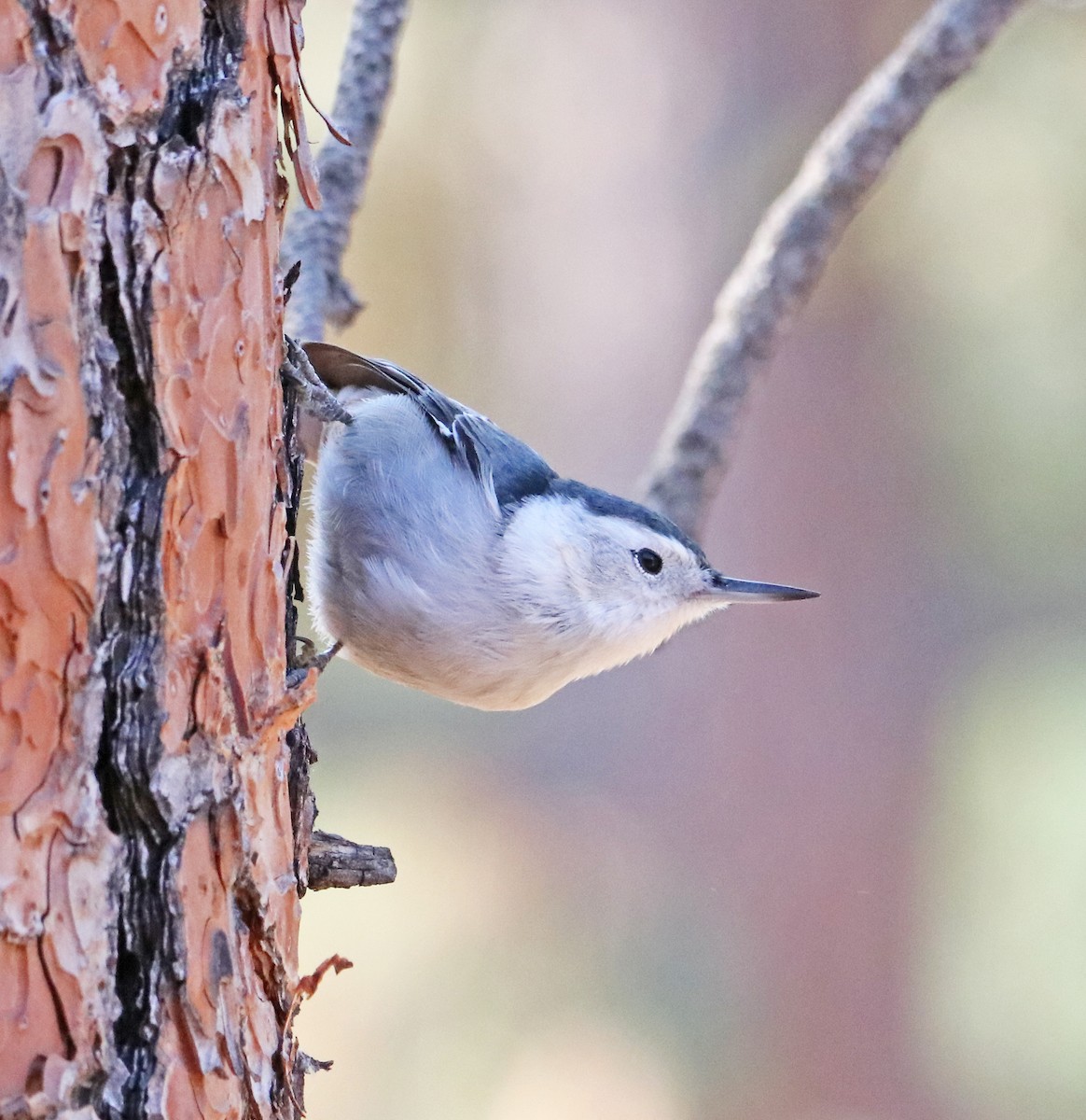 Каролинский поползень - ML650435894