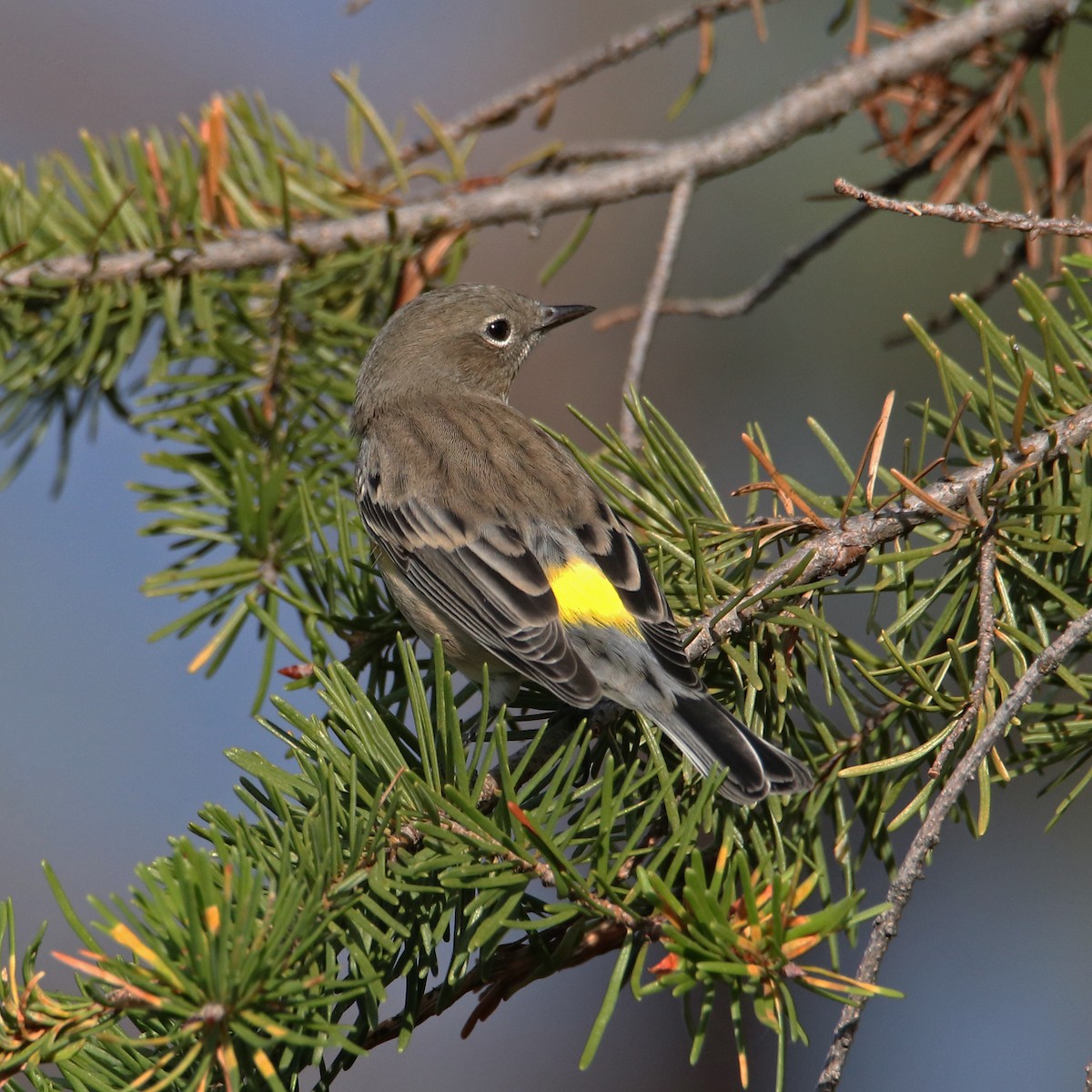 Миртовый певун - ML650435950