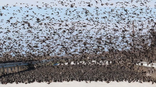 ホシムクドリ - ML650436060