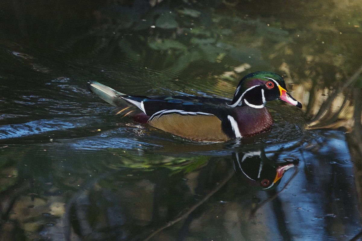 Каролинская утка - ML650436112