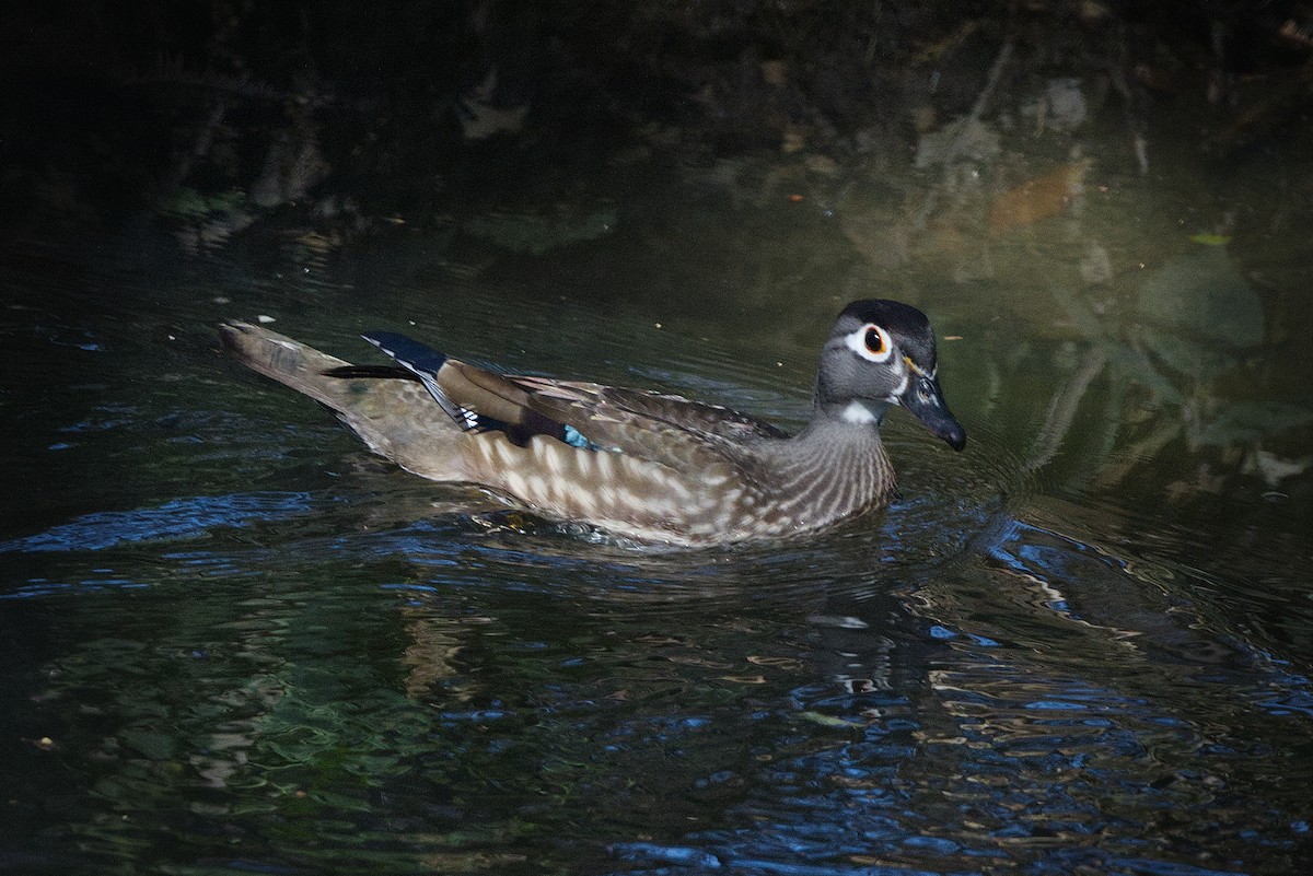 Каролинская утка - ML650436113