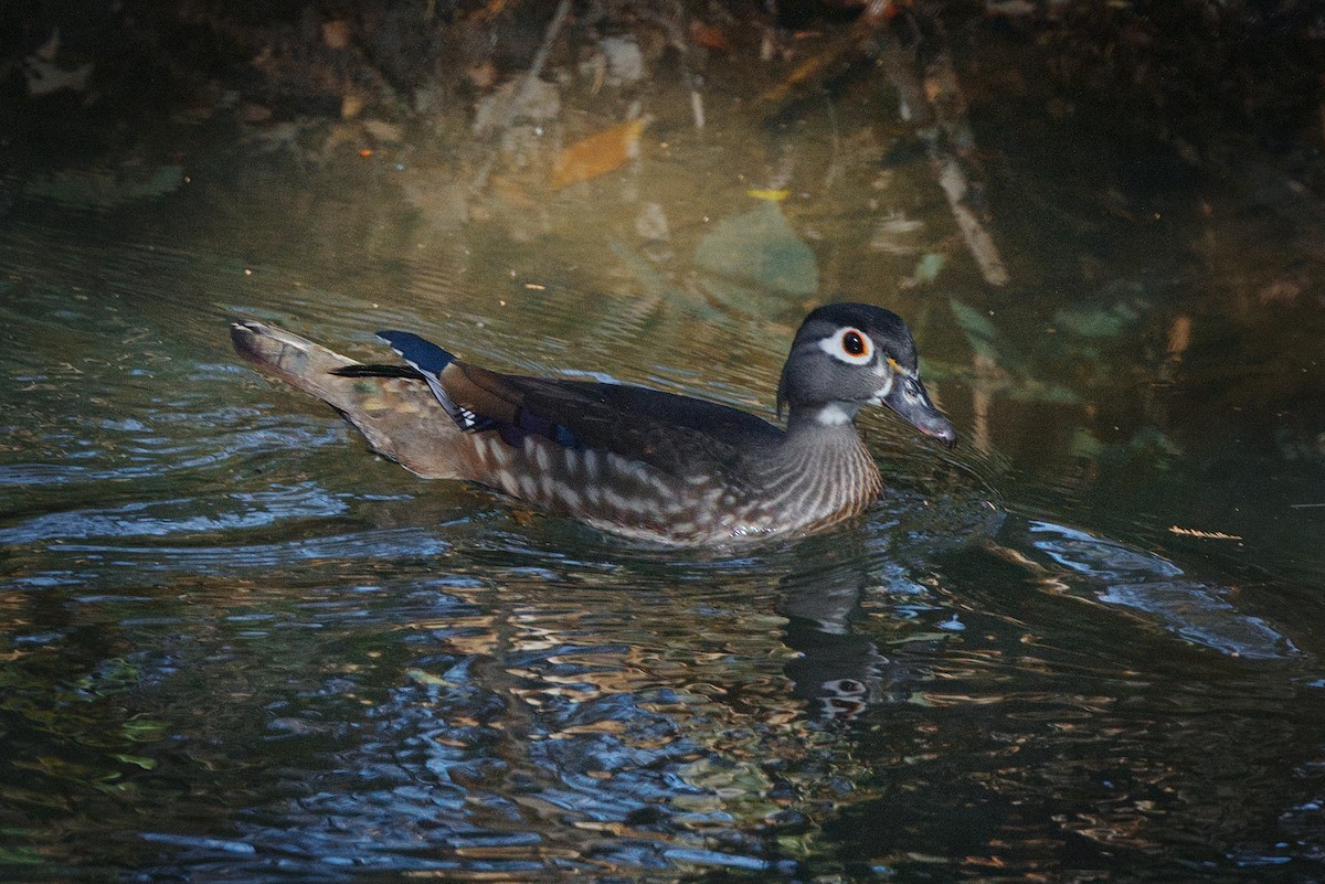 Каролинская утка - ML650436114