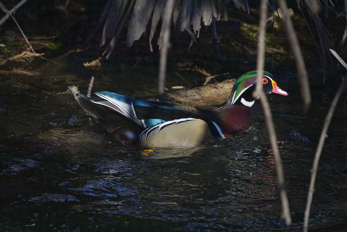 Каролинская утка - ML650436115