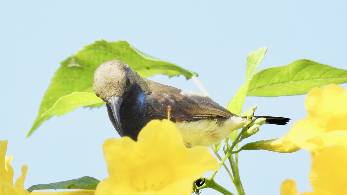 Ornate Sunbird - ML650436195
