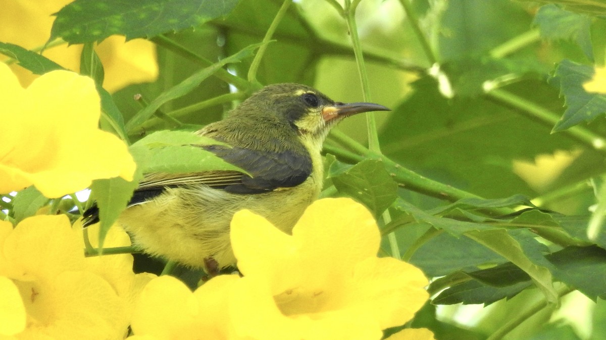 Ornate Sunbird - ML650436216