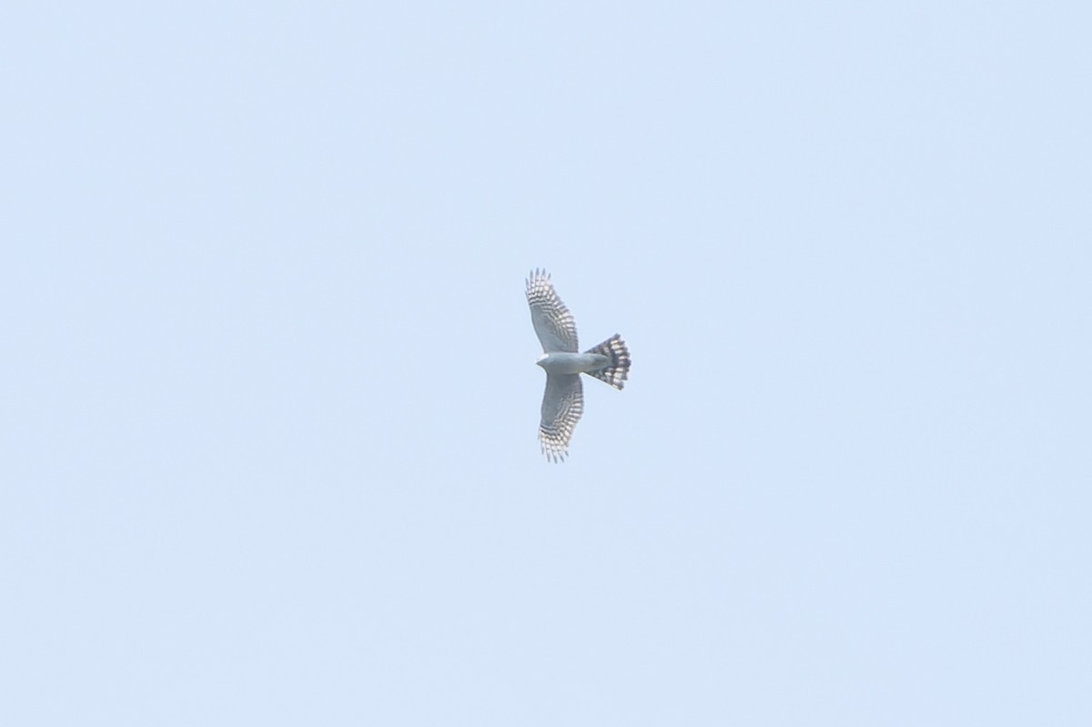 נץ מצוי - ML650436235