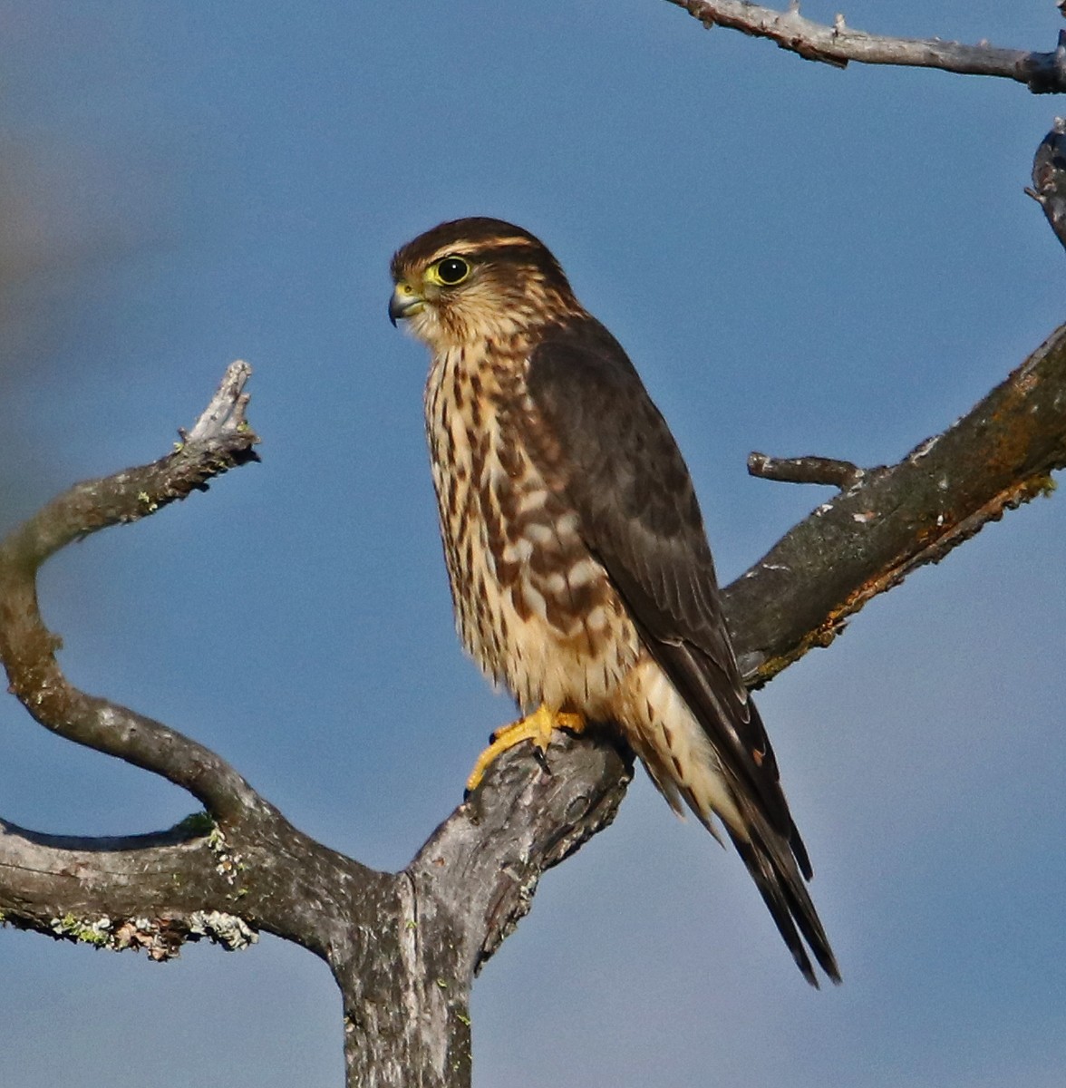 Дербник - ML650436277