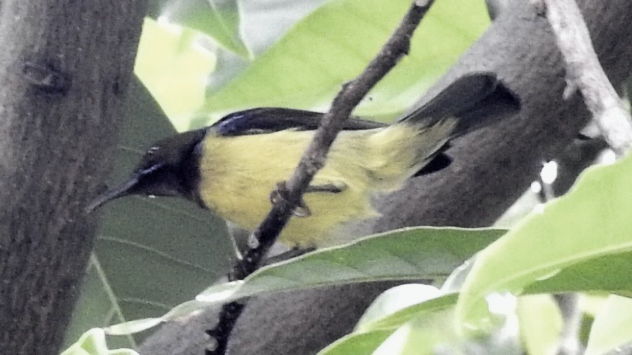 Ornate Sunbird - ML650436343