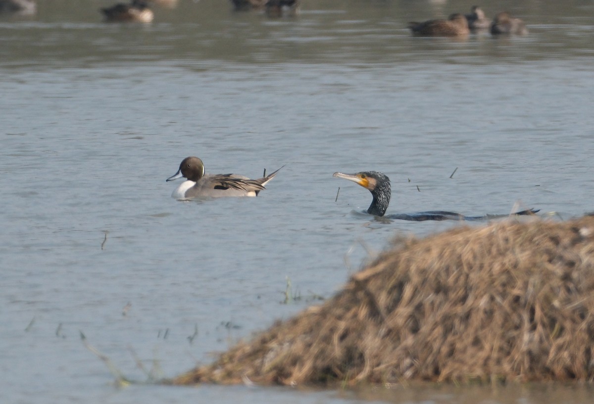 Northern Pintail - ML650436368