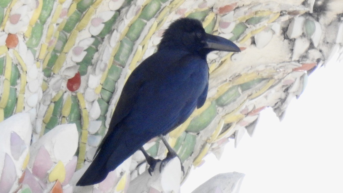 Large-billed Crow - ML650436406
