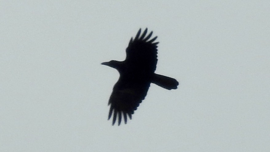 Large-billed Crow - ML650436423