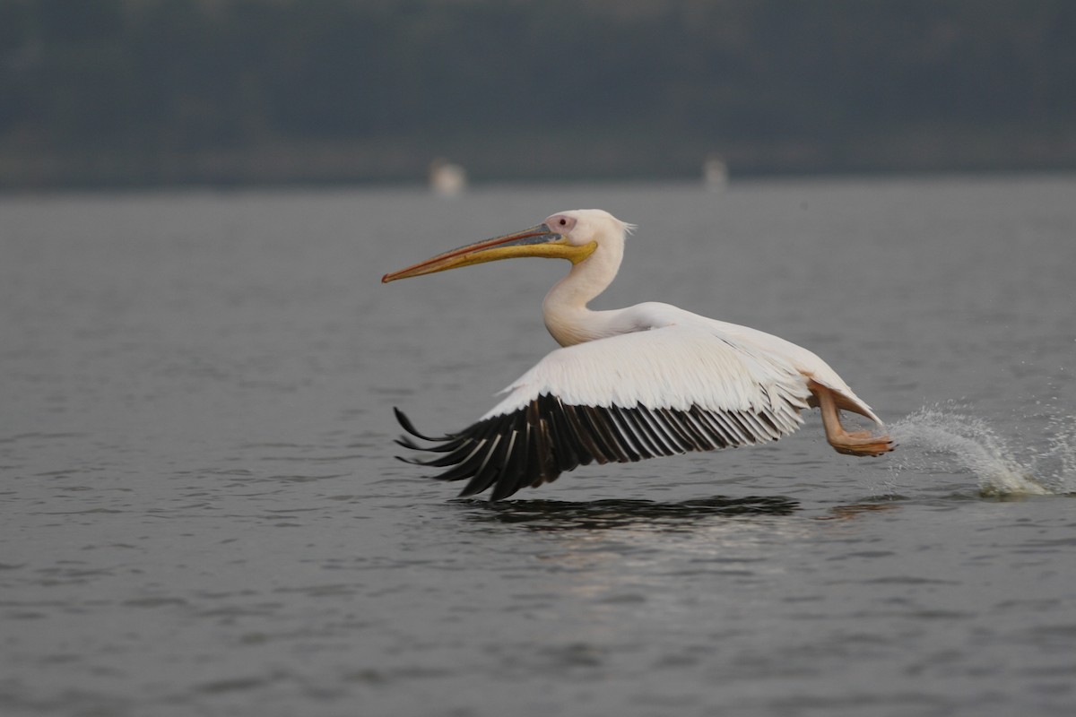 Pélican blanc - ML650436436