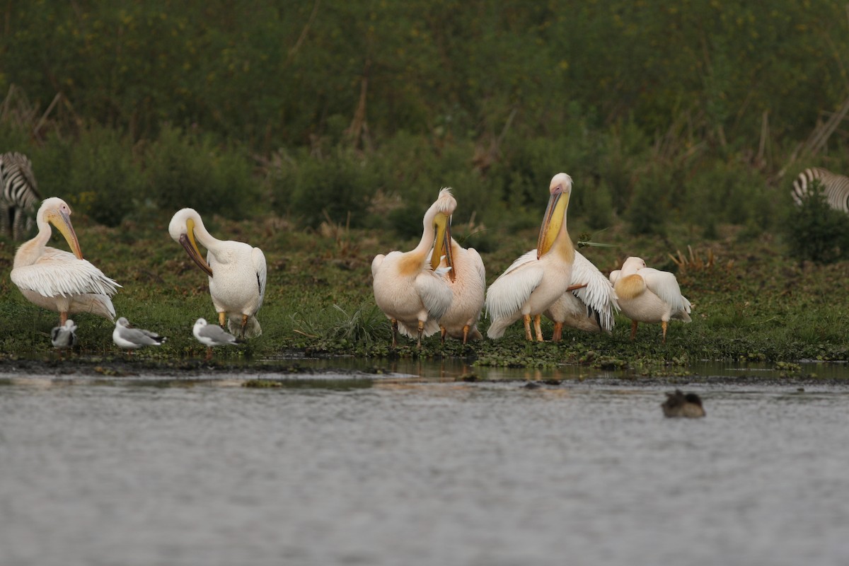 Pélican blanc - ML650436438