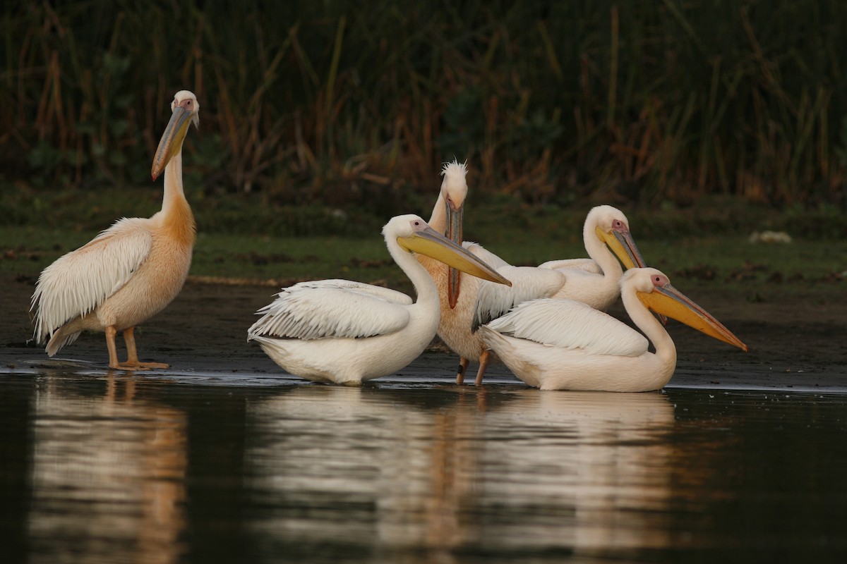 Pélican blanc - ML650436439