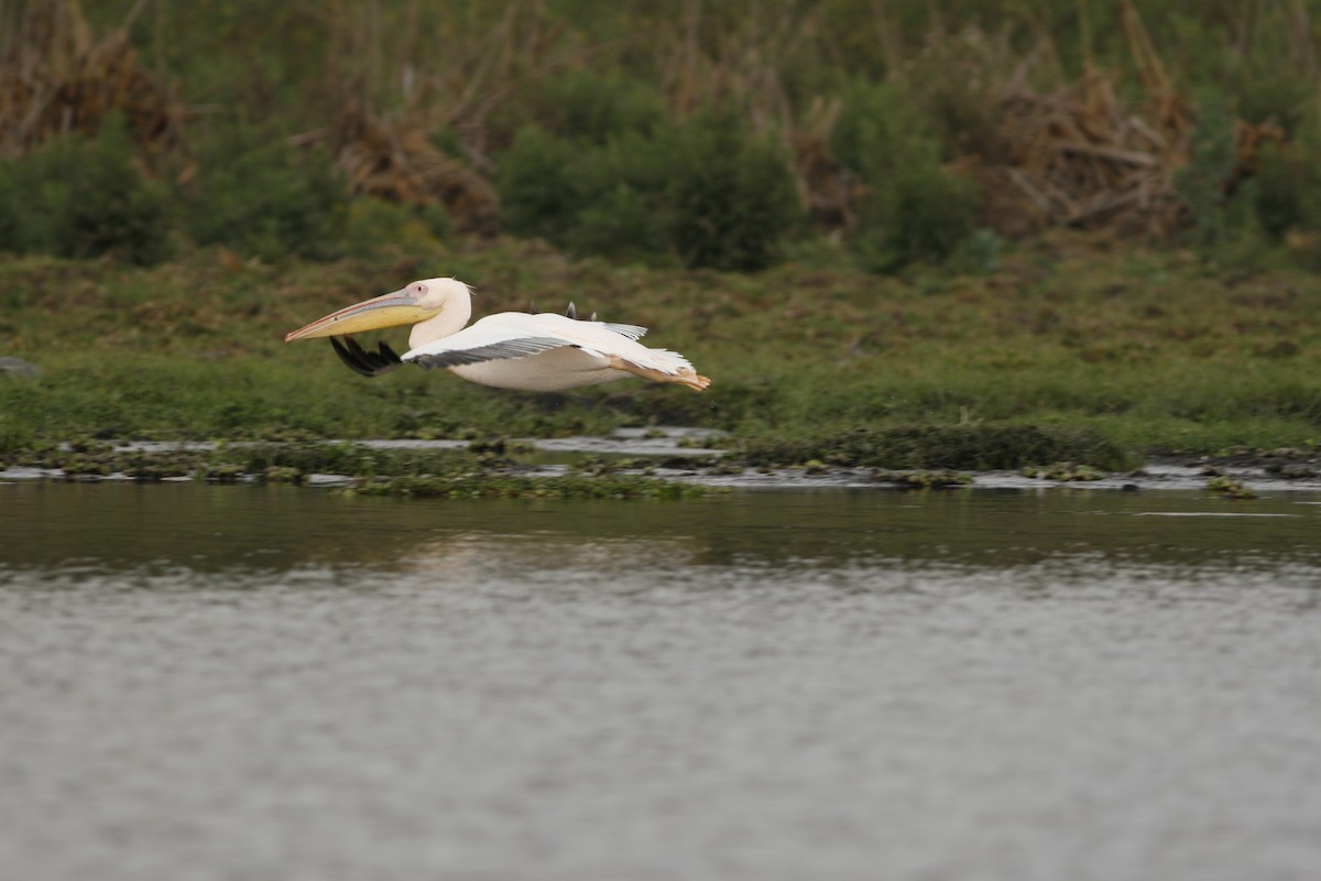Pélican blanc - ML650436440