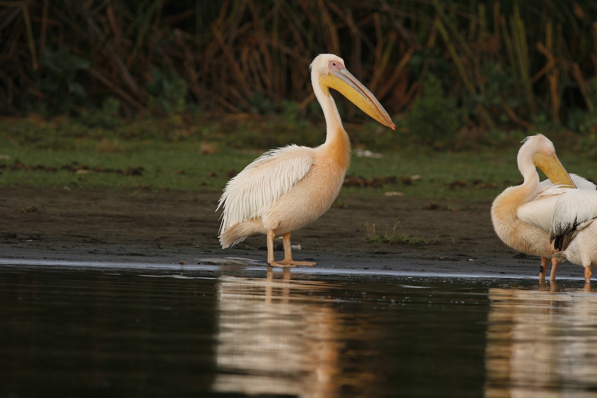 Pélican blanc - ML650436441