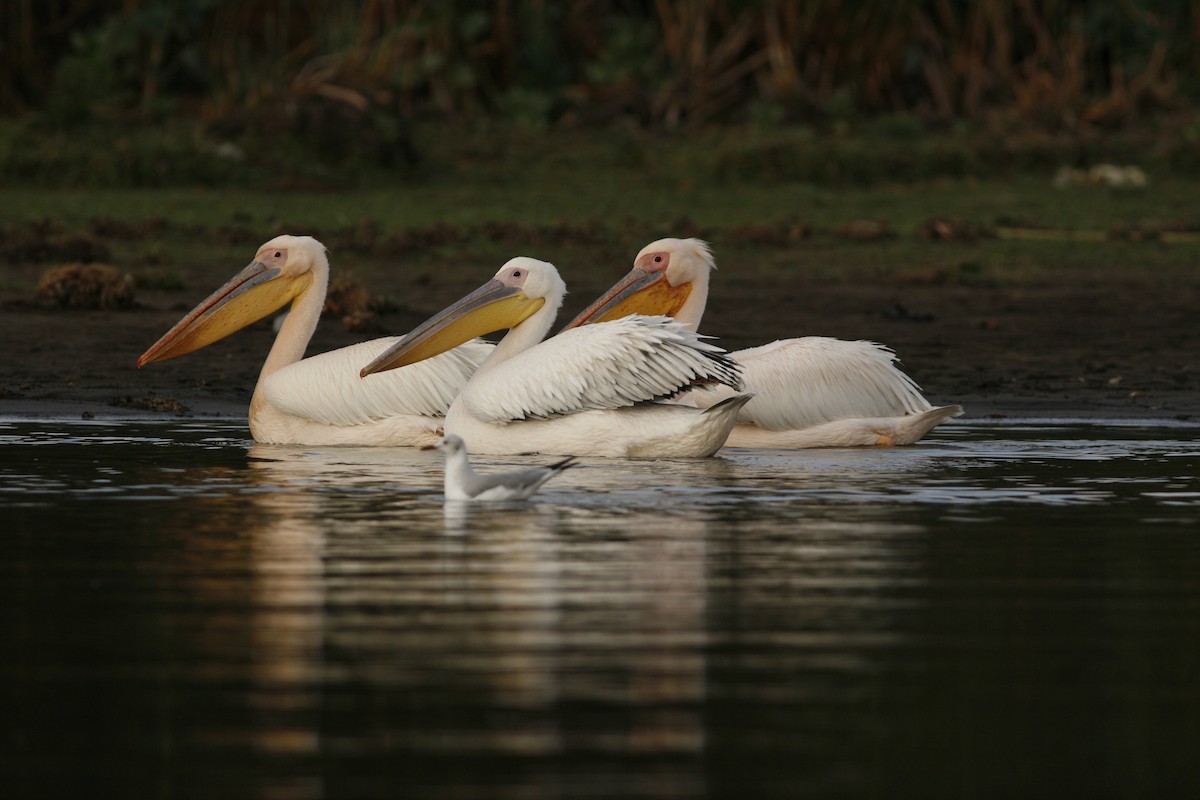 Pélican blanc - ML650436442
