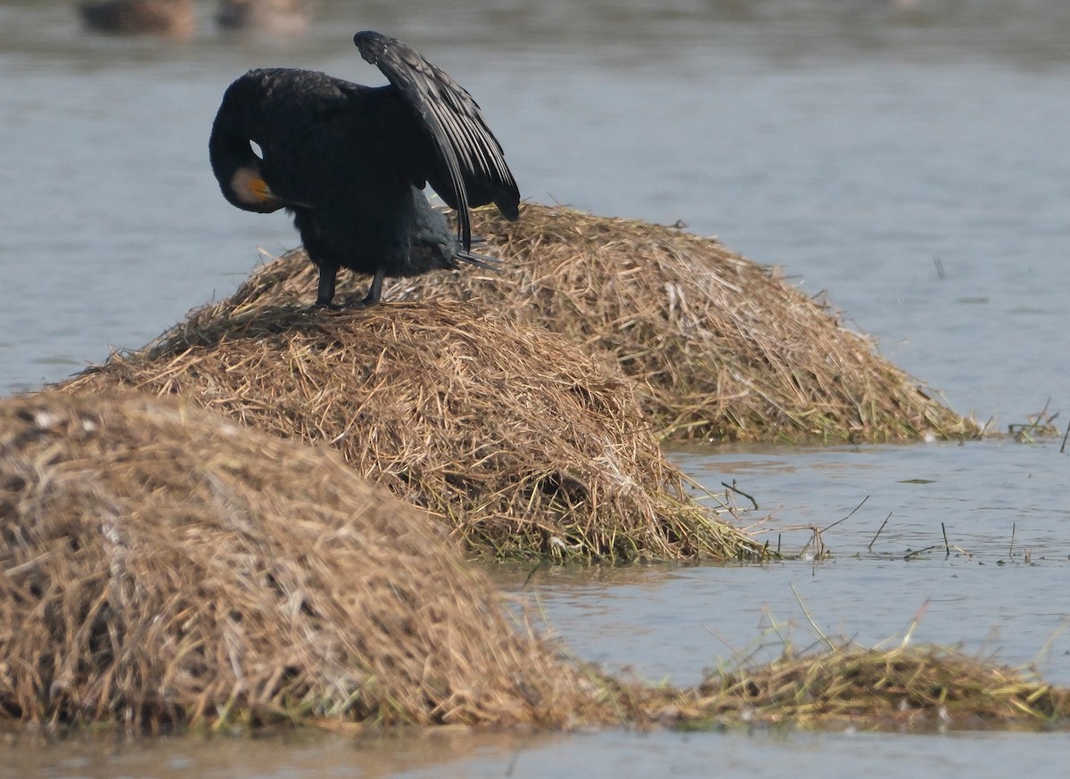 Great Cormorant - ML650436453