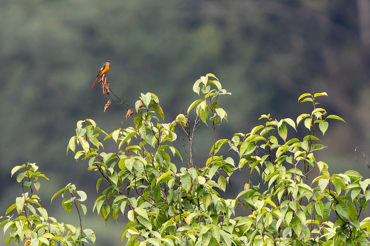 Gray-chinned Minivet - ML650436475