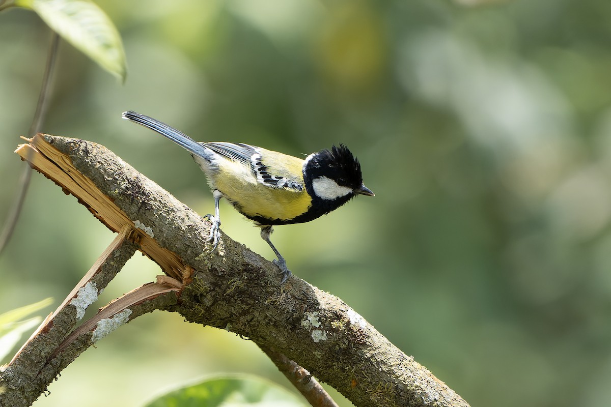 Green-backed Tit - ML650436486