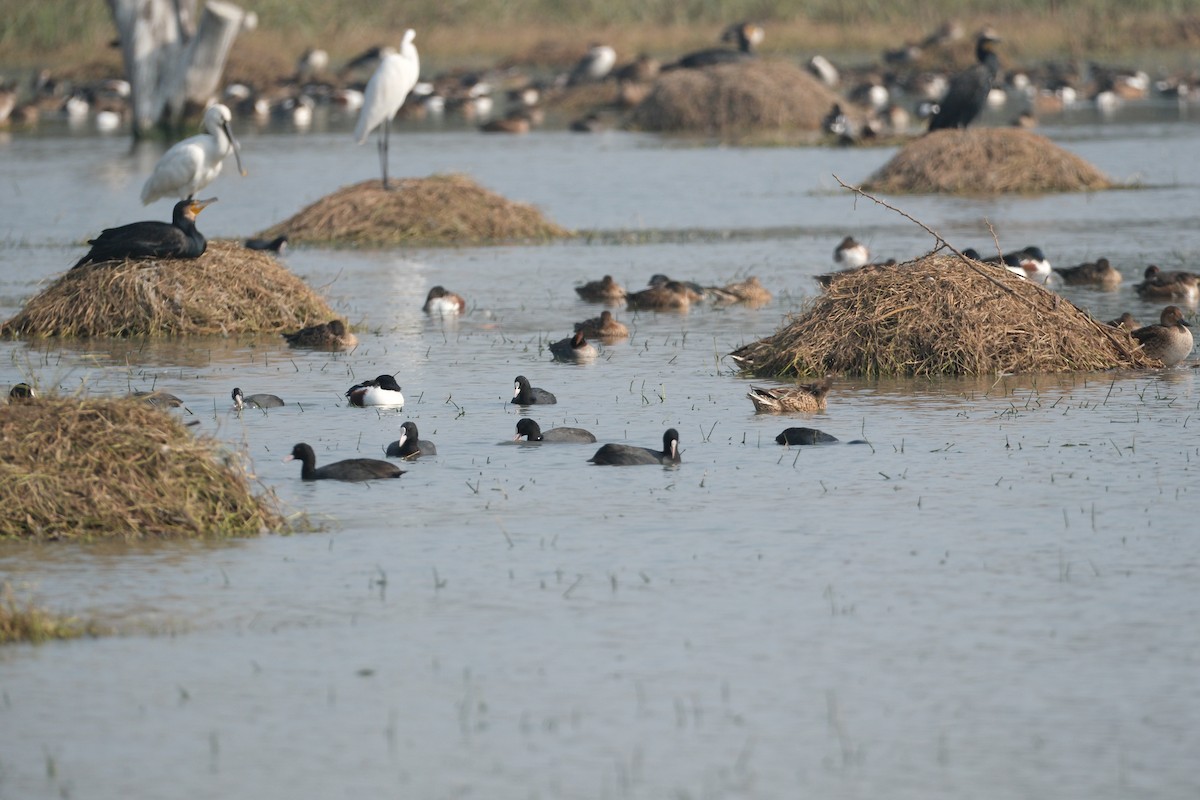 Eurasian Coot - ML650436508