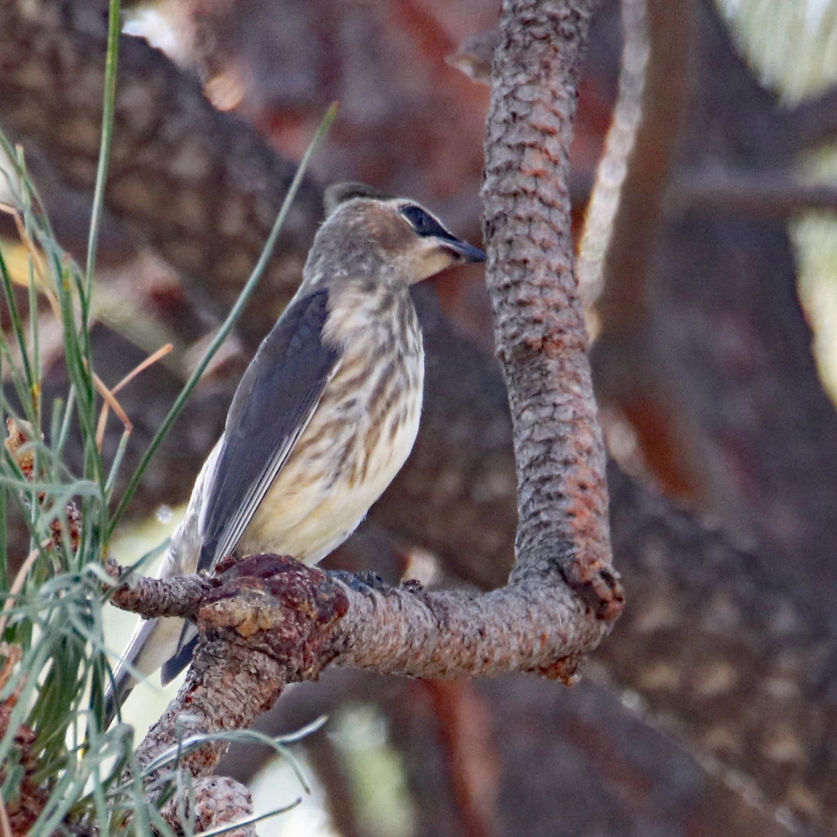 Кедровый свиристель - ML650436626