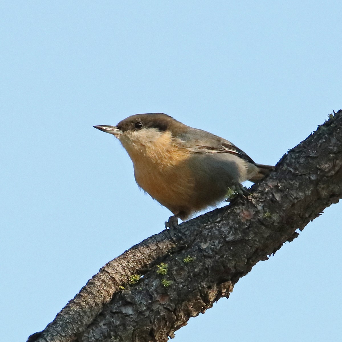 Поползень-крошка - ML650436748