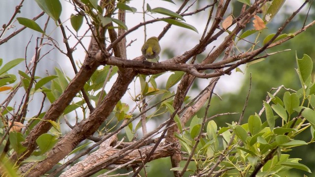 Swinhoe's White-eye - Zosterops simplex - Multimedia bilaketa ...