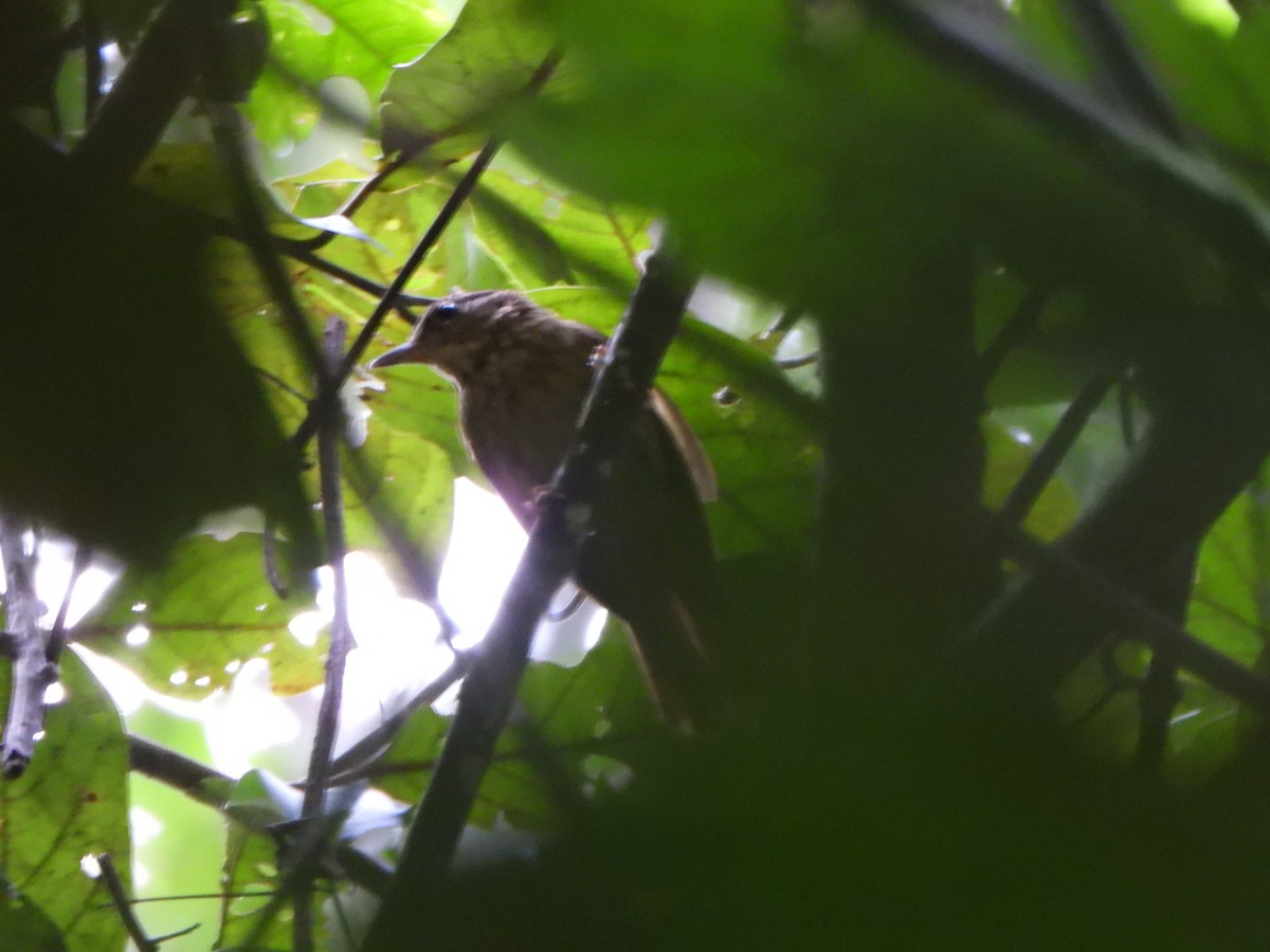 Eastern Woodhaunter - ML650437144