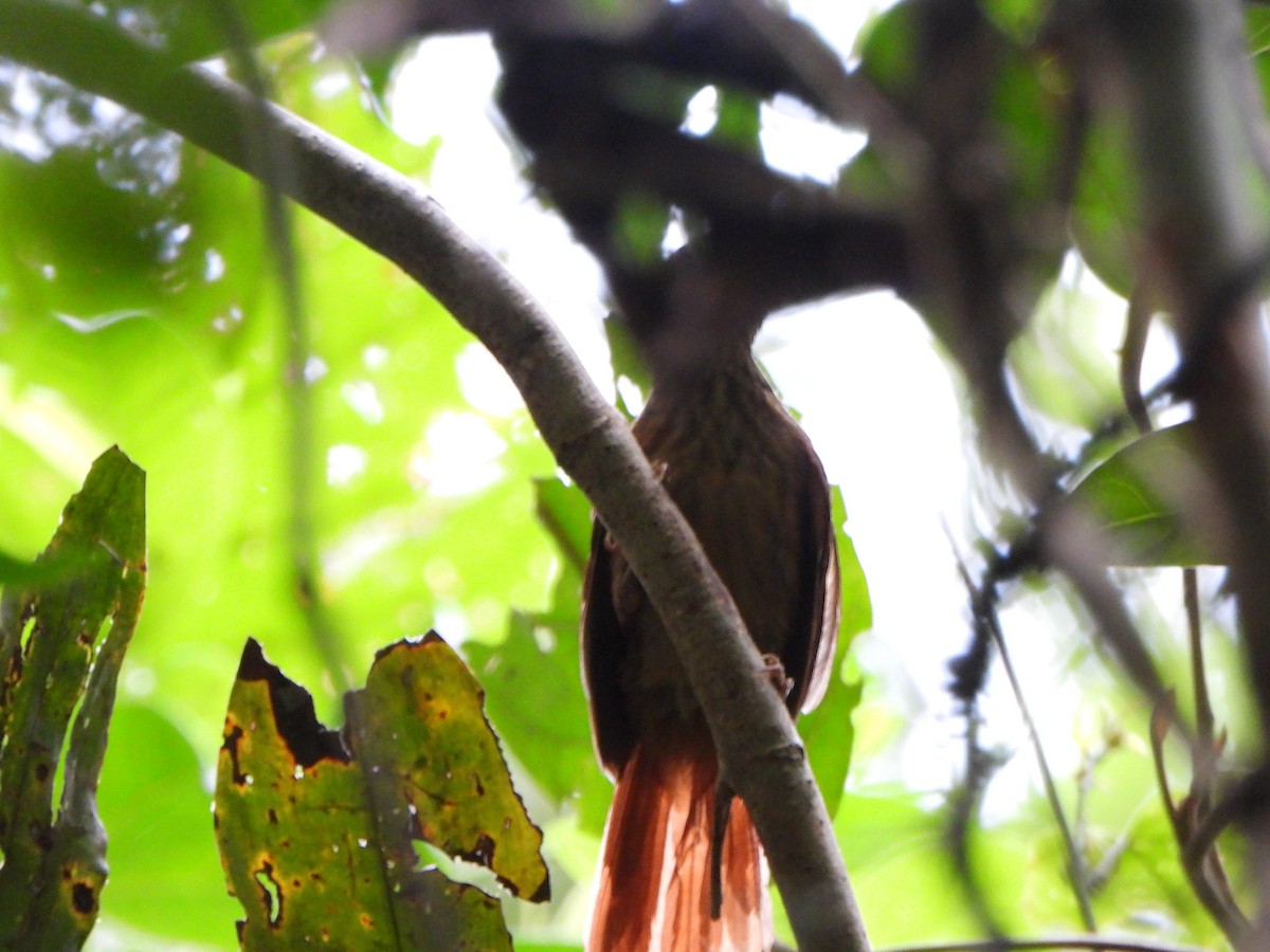 Eastern Woodhaunter - ML650437145