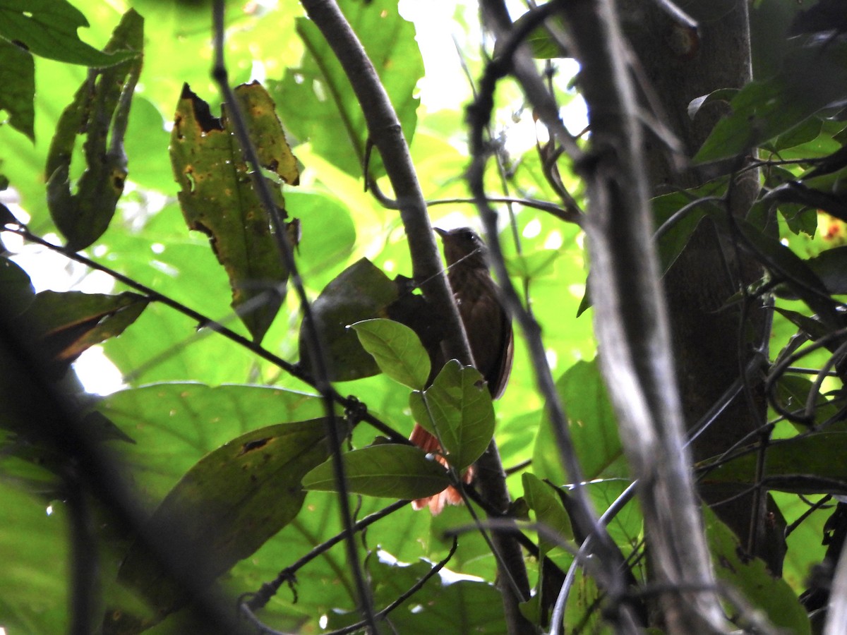 Eastern Woodhaunter - ML650437146