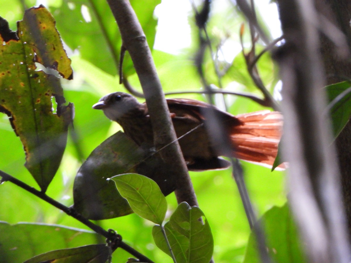 Eastern Woodhaunter - ML650437147