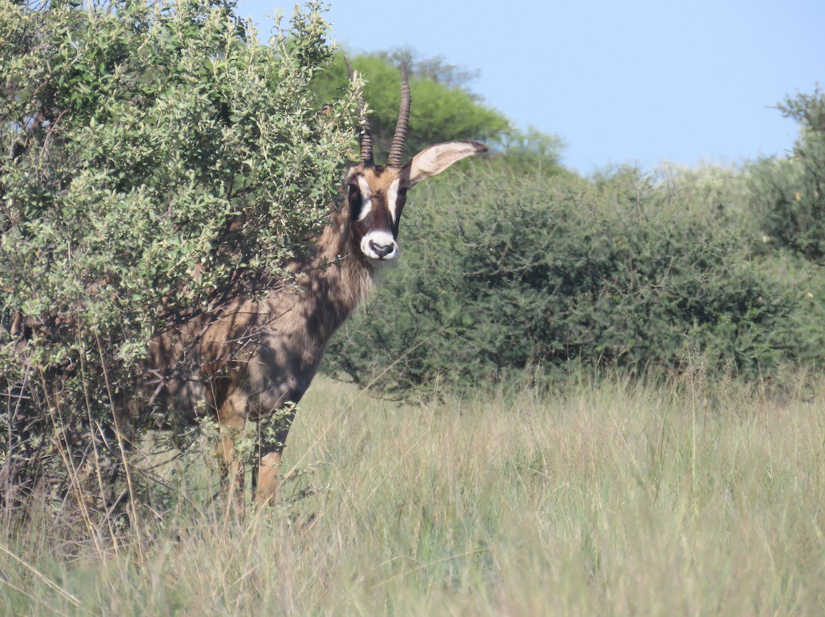 Roan Antelope - ML650437277