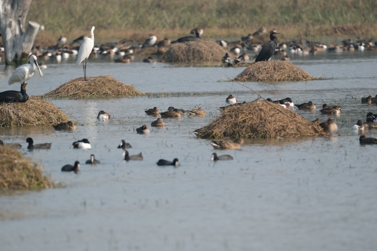 Eurasian Spoonbill - ML650437289