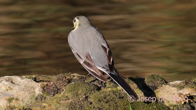 White Wagtail - ML650437312