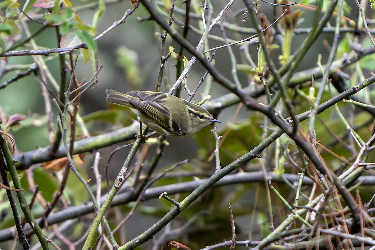 Lemon-rumped Warbler - ML650437358