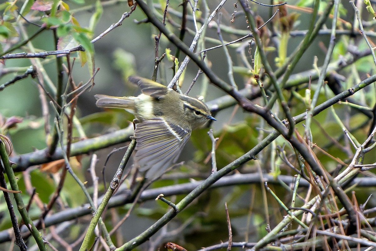 Lemon-rumped Warbler - ML650437359
