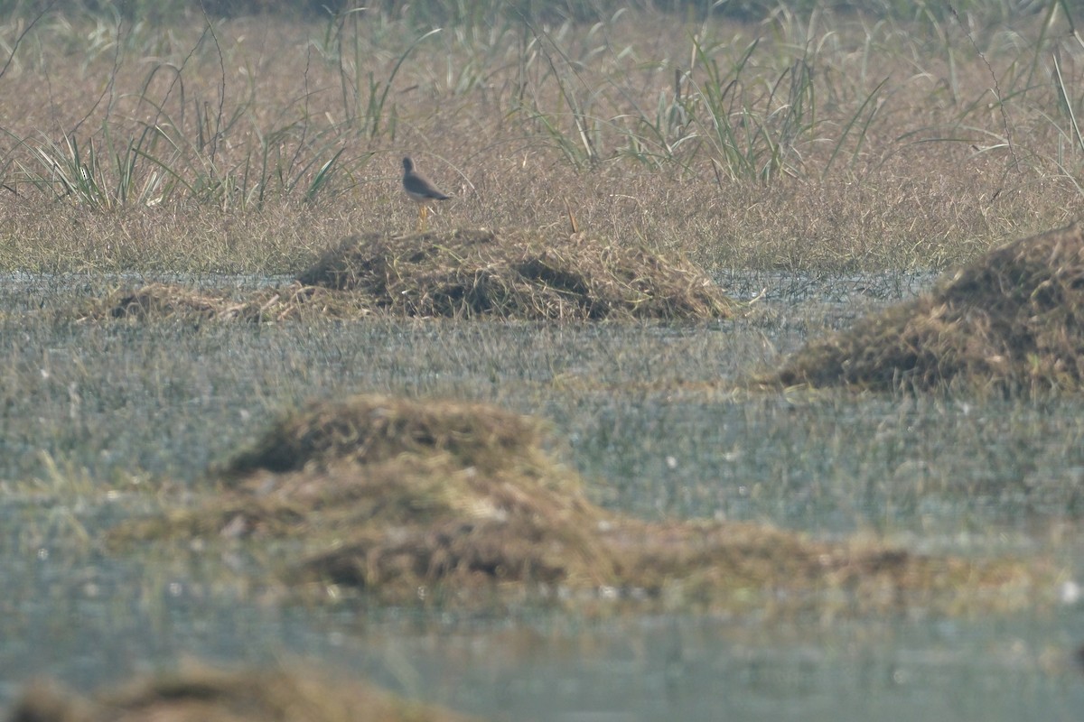 White-tailed Lapwing - ML650437362