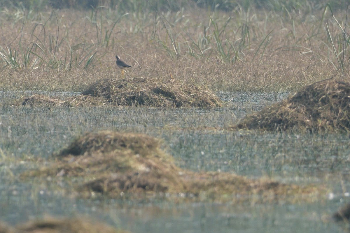 White-tailed Lapwing - ML650437363