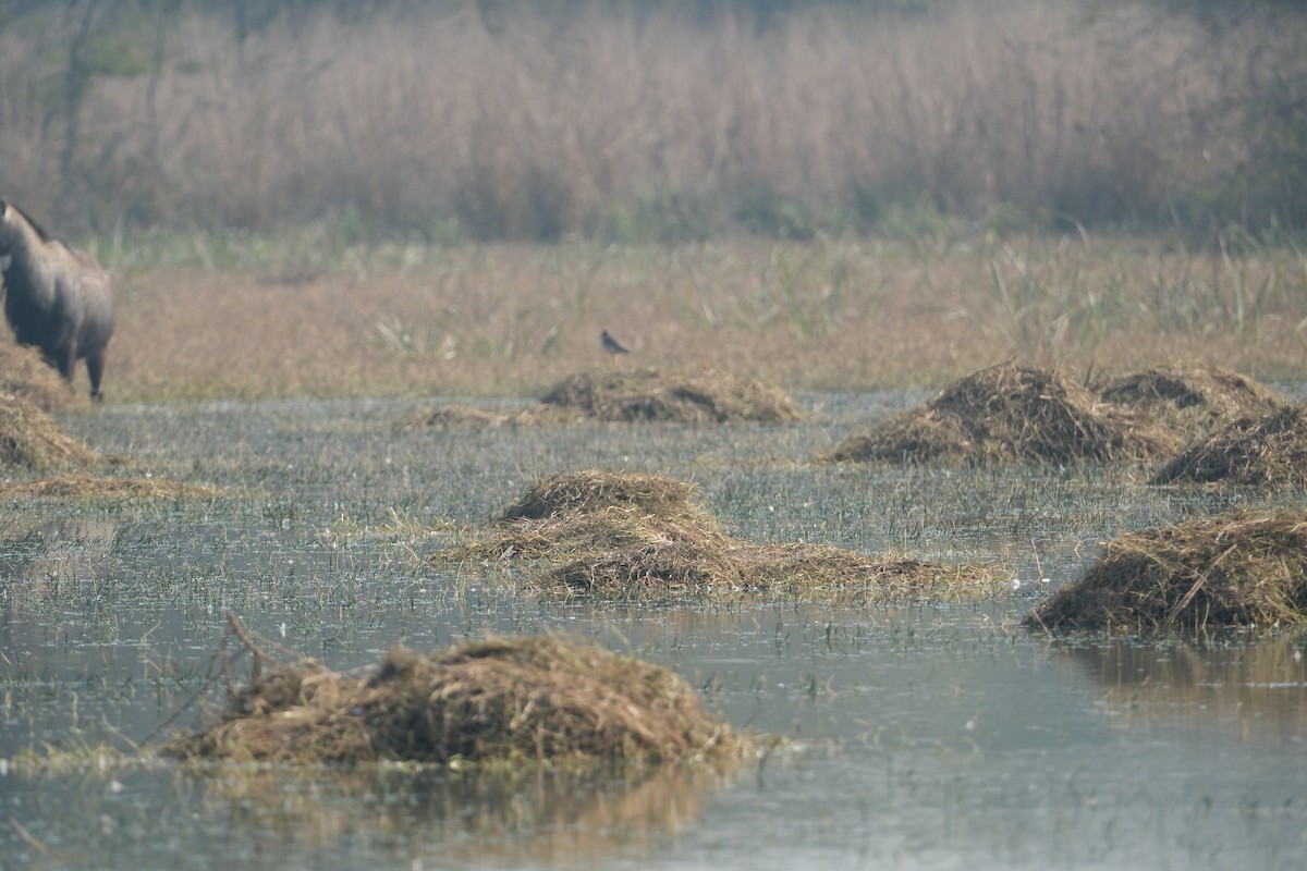 White-tailed Lapwing - ML650437364