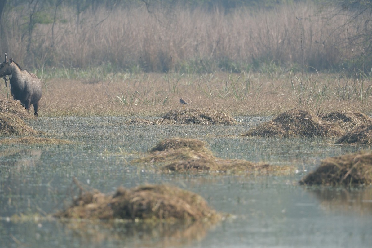White-tailed Lapwing - ML650437365