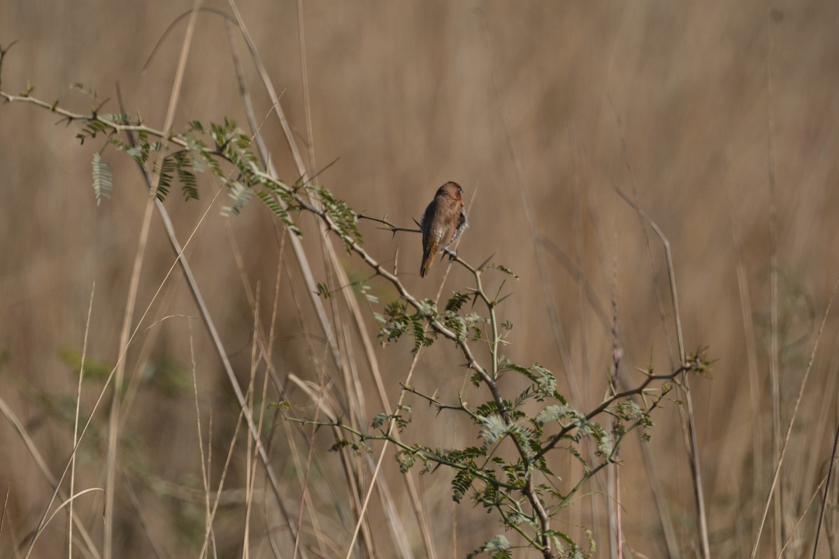 Scaly-breasted Munia - ML650437427