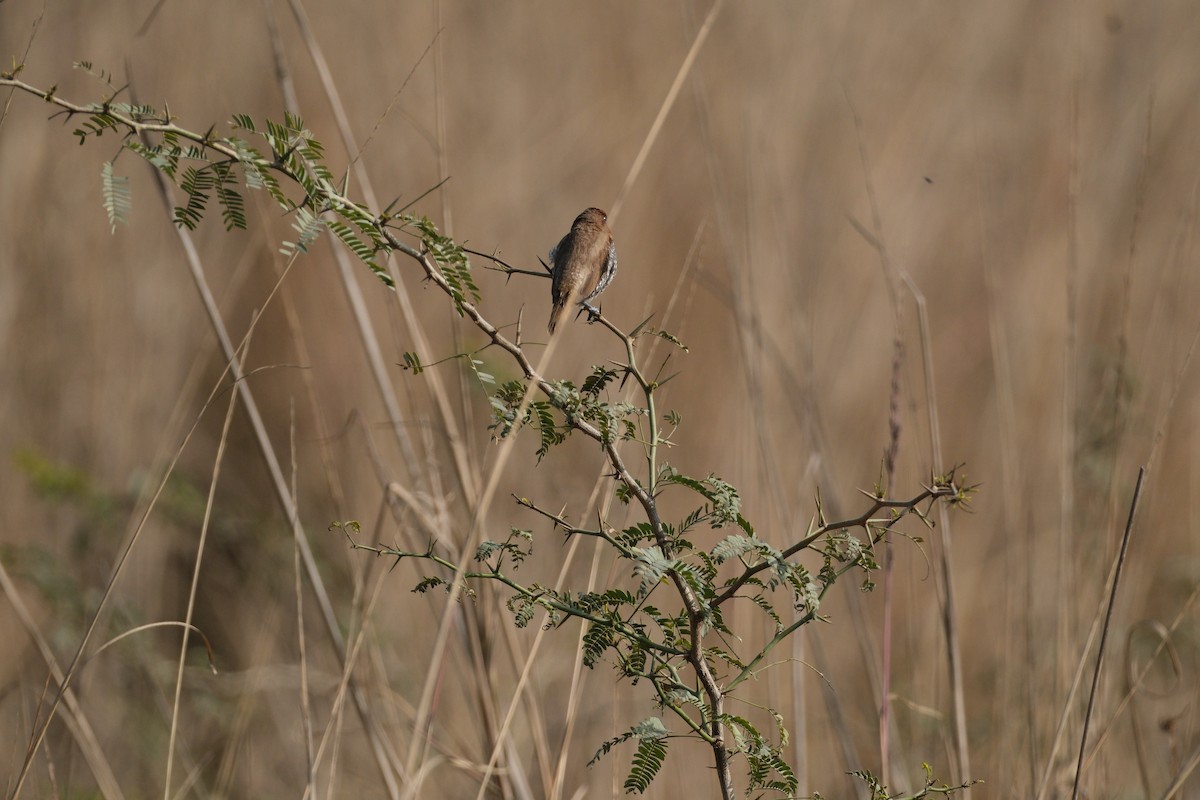 Scaly-breasted Munia - ML650437428