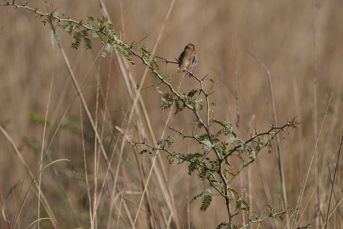 Scaly-breasted Munia - ML650437458