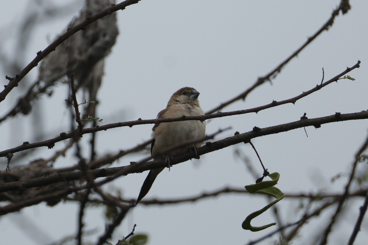 Indian Silverbill - ML650437480