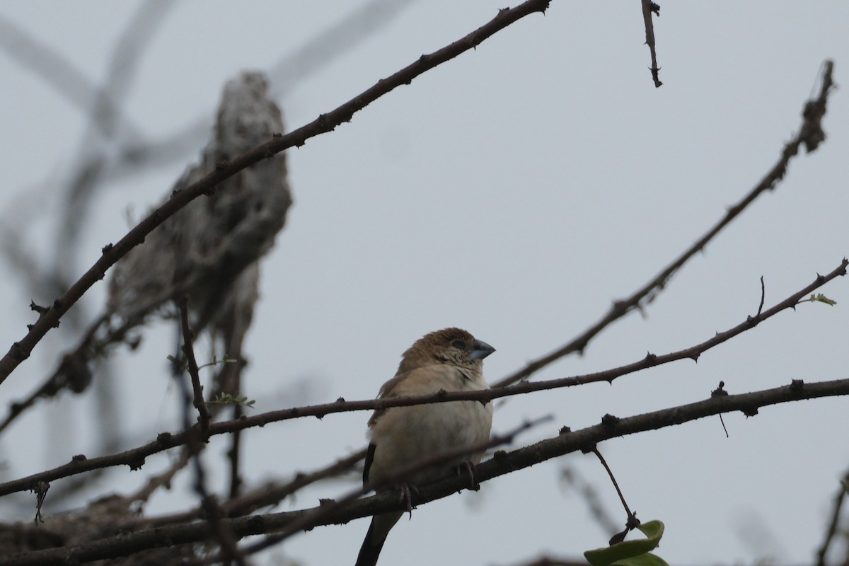 Indian Silverbill - ML650437481